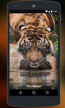 Tiger Live Wallpaper screenshot 7