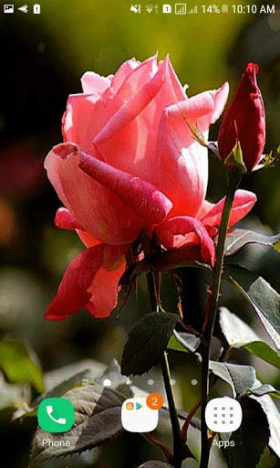 Rosebud Live Wallpaper screenshot 3