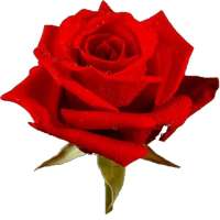 🌹 Roses 🌹 stickers (WAStickerApps) on 9Apps