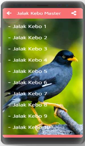 Kicau Jalak Kebo Gacor screenshot 2