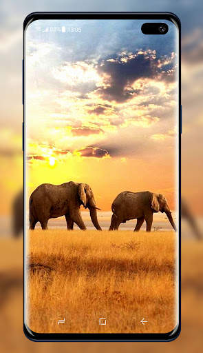 Elephant Wallpaper 4 تصوير الشاشة