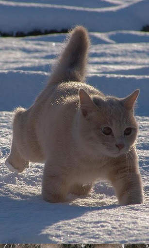 Snow Cats Live Wallpaper screenshot 6