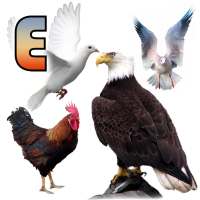 Birds name in English