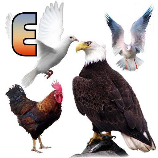Birds name in English 1.1.11