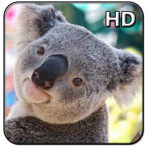Cute Koala Wallpaper 3.0