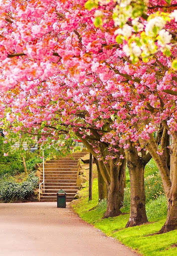 Spring Wallpaper screenshot 1
