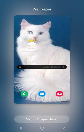 Kucing anggora wallpaper screenshot 8