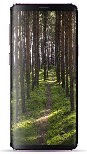 Forest Wallpaper HD screenshot 9