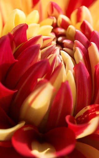 Flowers Wallpapers HD 2021 screenshot 11