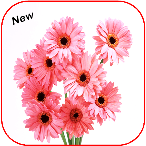 Beautiful All Flowers Photo Pics Free icon