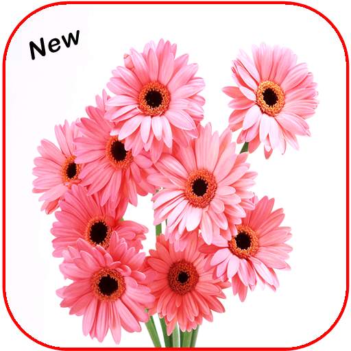 Beautiful All Flowers Photo Pics Free 1.3