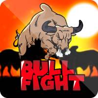 Bull Fight