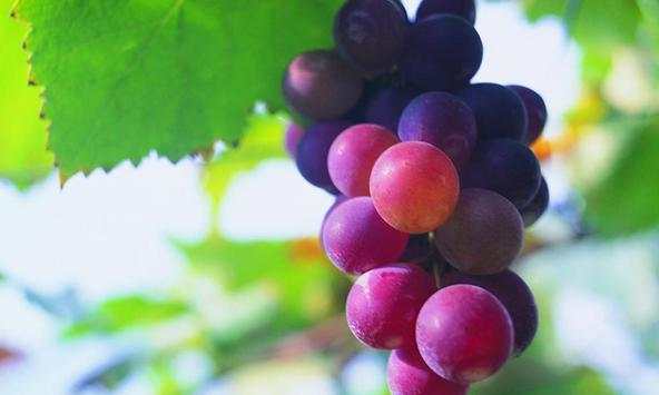 Grapes wallpapers screenshot 1