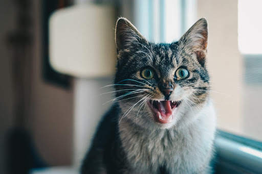 Funny Animals screenshot 1