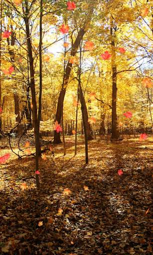 Autumn Wallpaper screenshot 2