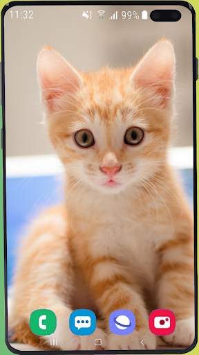 Cute Kitten  Wallpaper HD screenshot 4