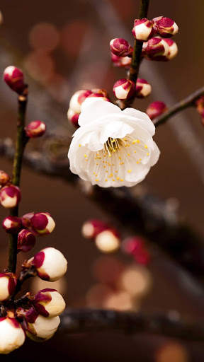 Spring Wallpapers : backgrounds hd screenshot 5