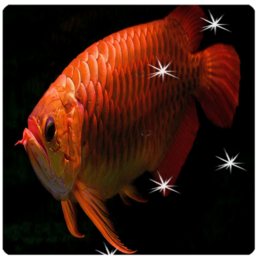 Arowana Live Wallpaper icon