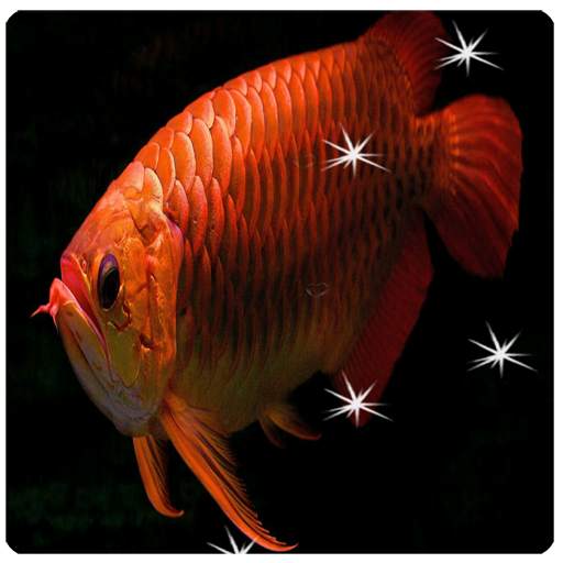 Arowana Live Wallpaper 199.GG