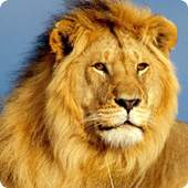 Lion live wallpaper 1.6