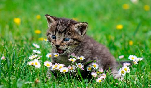 Spring Wallpapers HD (backgrounds & themes) screenshot 6