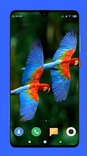 Parrot Wallpaper HD screenshot 2
