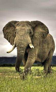 Wild Animals Wallpaper HD screenshot 3
