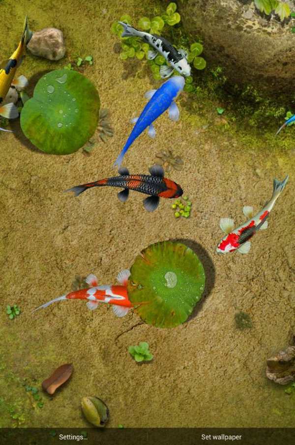 Koi Special Free Live Wallpaper screenshot 7