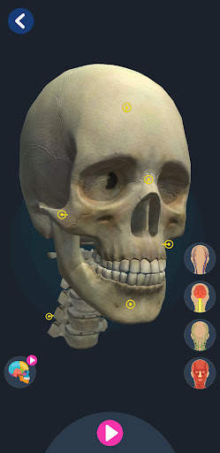 Human Anatomy 3D screenshot 7