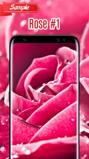 Rose Wallpaper screenshot 2