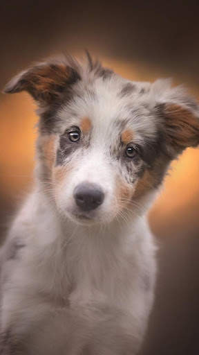 🐕 Border Collie Wallpapers – Cute Dog Wallpaper screenshot 1