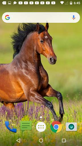 Horse Live Wallpaper screenshot 3