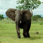 Zoo Animal Sounds Free icon