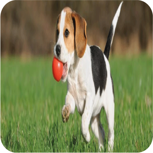 Dog Training icon