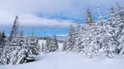 Winter Wallpapers : backgrounds hd screenshot 23