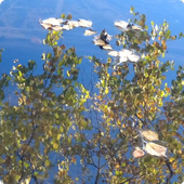 Autumn Lake Live Wallpaper HD icon