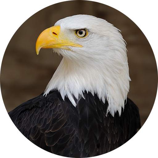 Eagle Sounds and Ringtone 2.2