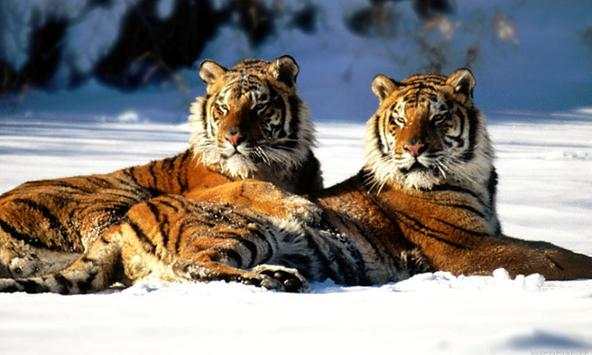 Tiger wallpapers screenshot 1