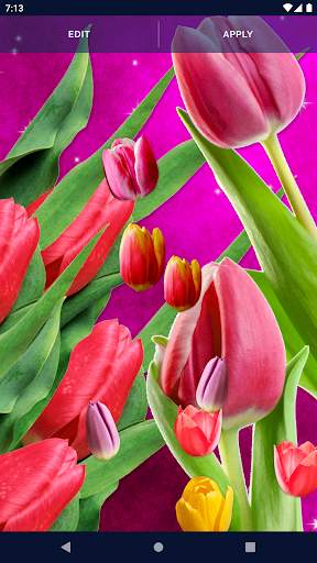 Tulips Spring Live Wallpaper screenshot 4
