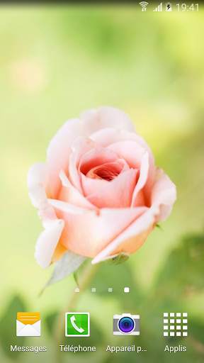 My Flowers Colors HD WALLPAPER screenshot 5