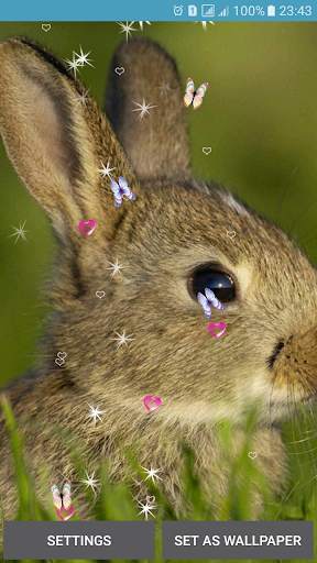 Rabbit Live Wallpaper screenshot 5