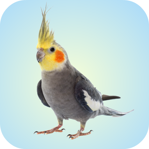 Cockatiel Sounds आइकन