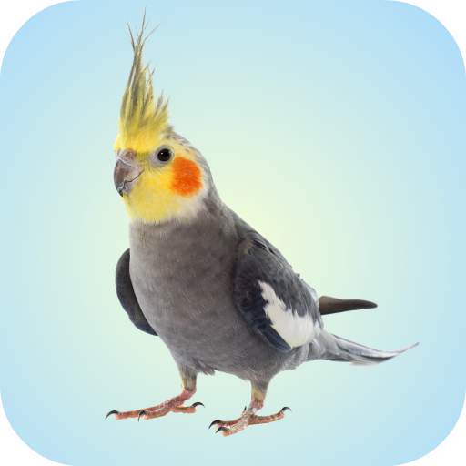 Cockatiel Sounds 1.0