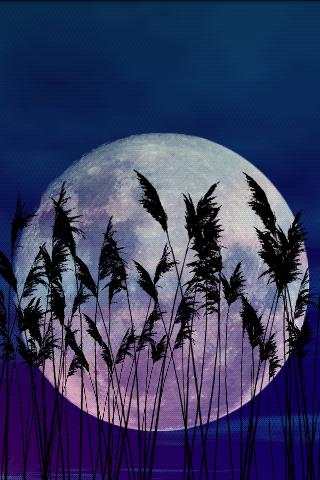 Reeds Free Live Wallpaper screenshot 3