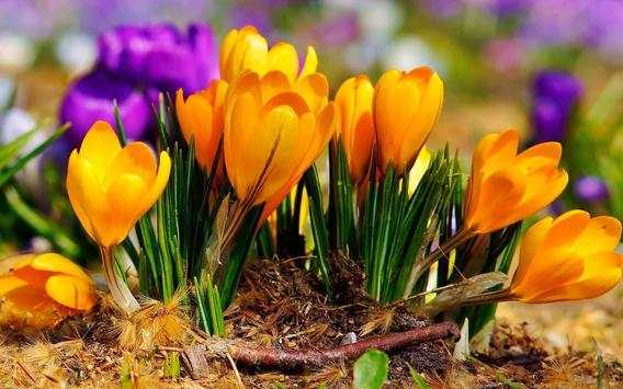 Crocus Free live wallpaper screenshot 6