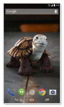 Talking Turtle Live Wallpaper screenshot 3