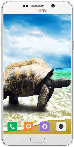 Turtle Wallpaper HD screenshot 16