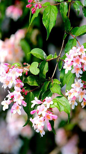 Spring Live Wallpaper screenshot 4
