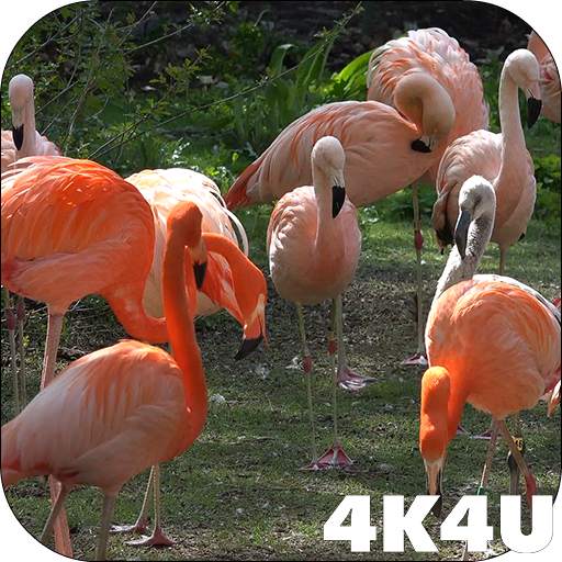 4K Flamingo Video Live Wallpapers 2.04