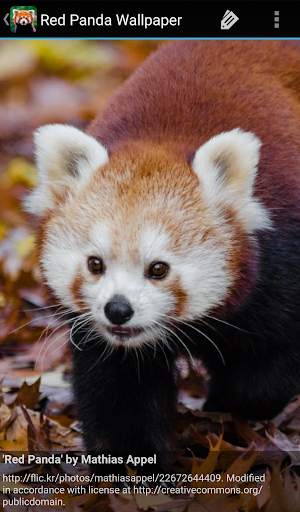 Red Panda Wallpaper screenshot 4